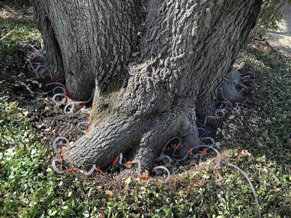 Detailed Tree Cabling and Bracing job site in Commerce